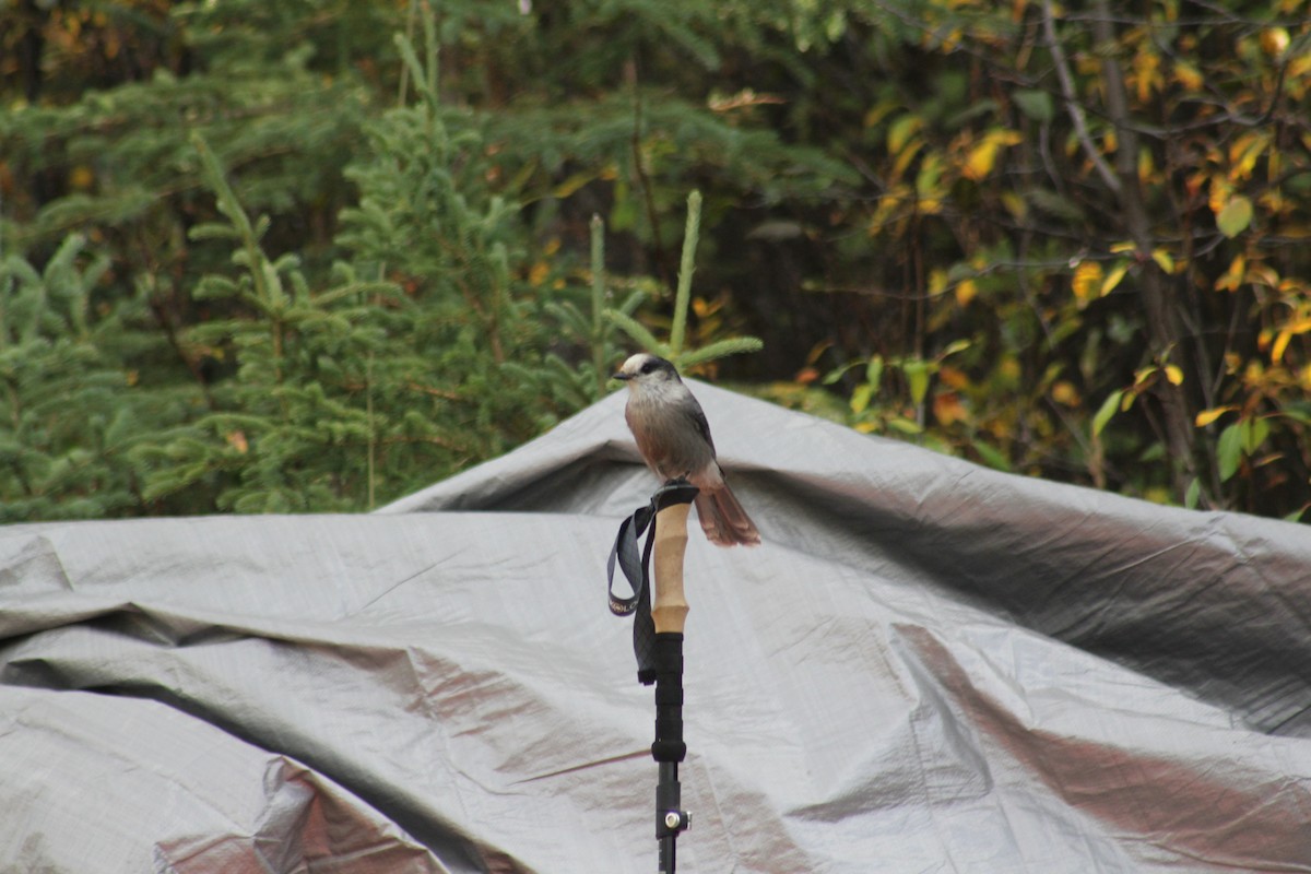 Canada Jay - ML641774300