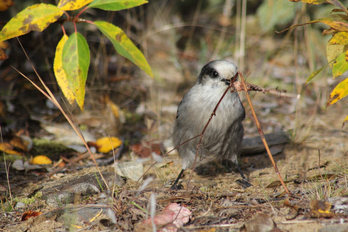 Canada Jay - ML641774302
