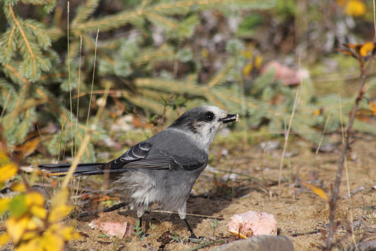 Canada Jay - ML641774303