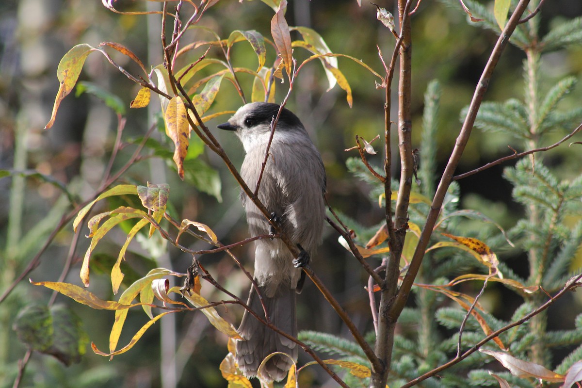 Canada Jay - ML641774304