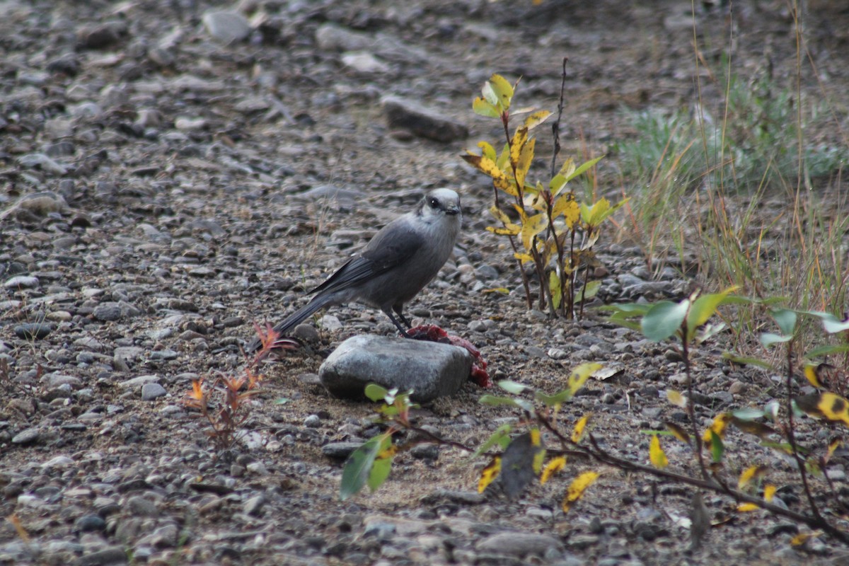 Canada Jay - ML641774307