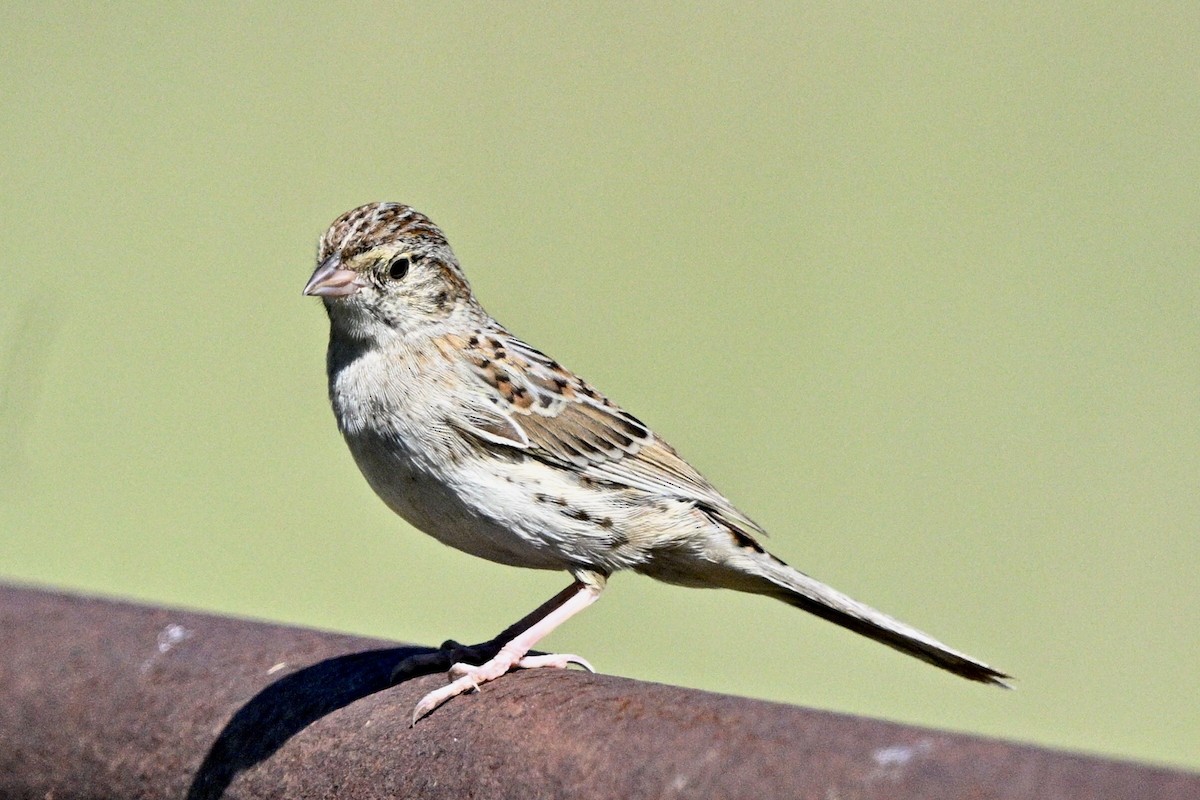 Cassin's Sparrow - ML641774315