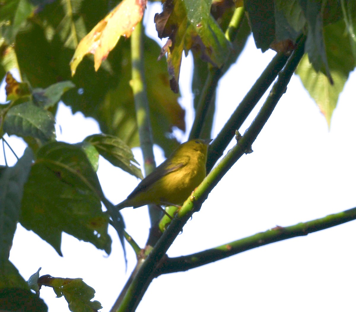 Wilson's Warbler - ML641774344
