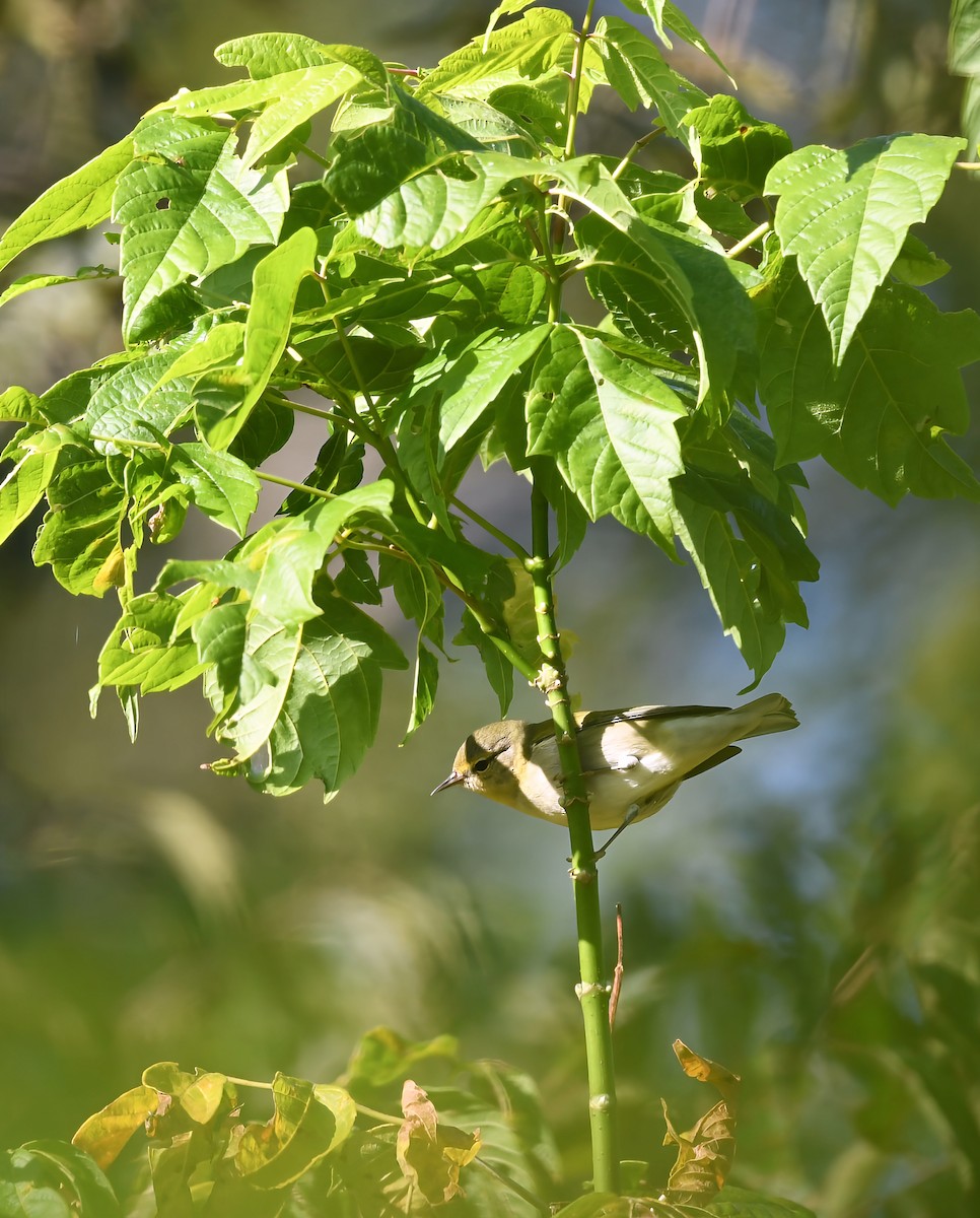 Tennessee Warbler - ML641774352