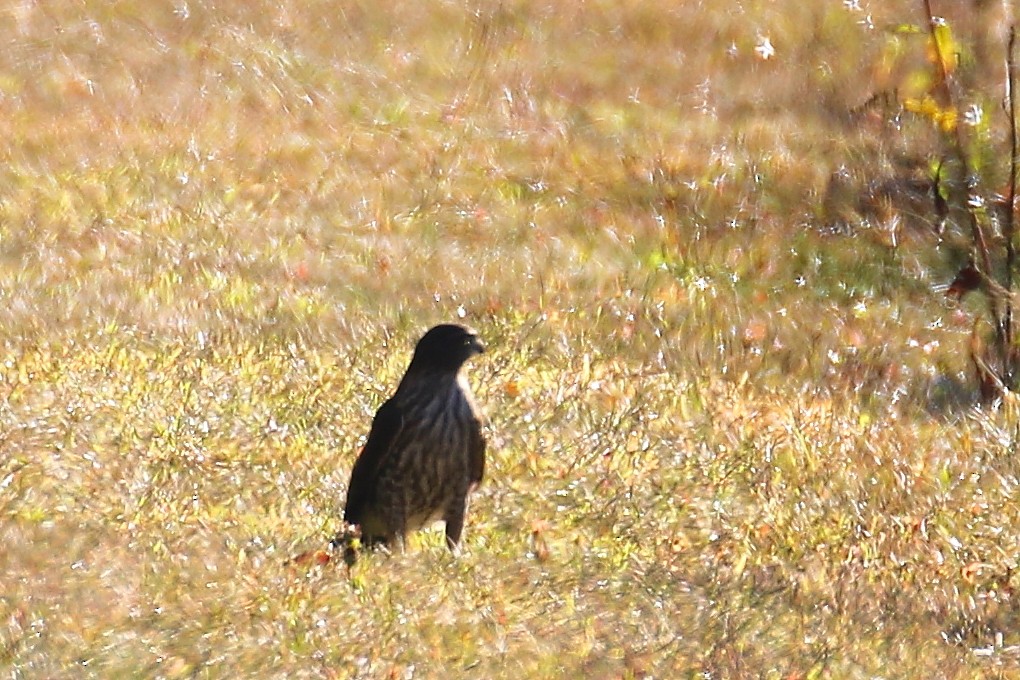 Sharp-shinned Hawk - ML641774358