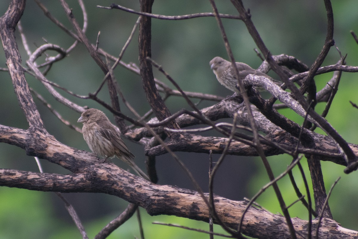 House Finch (Common) - ML641774359