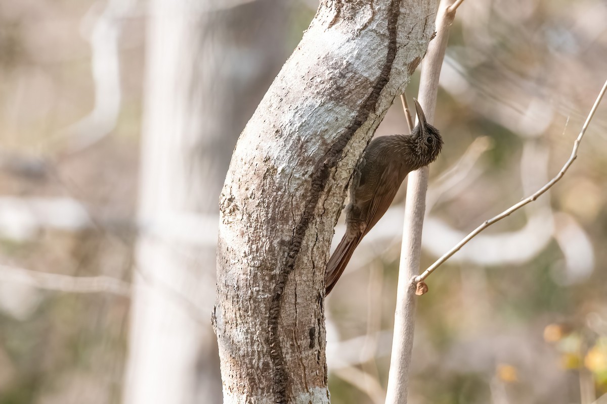 Black-banded Woodcreeper - ML641774366