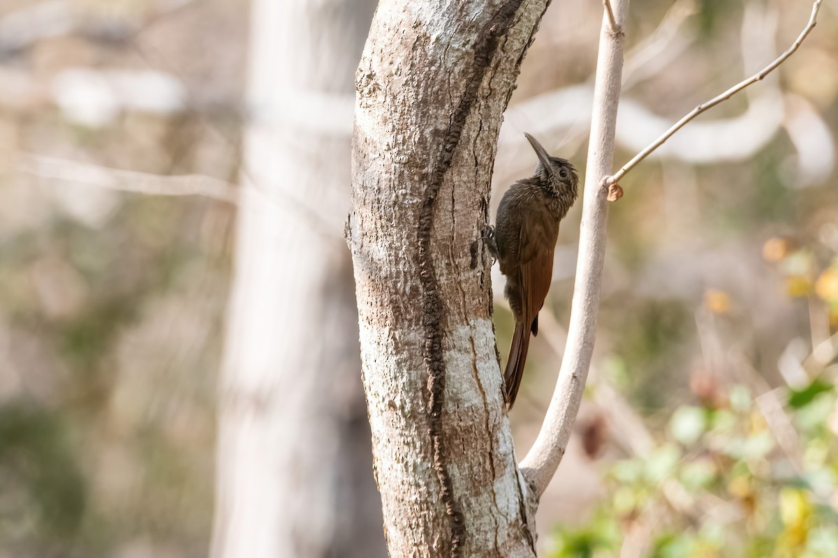 Black-banded Woodcreeper - ML641774367