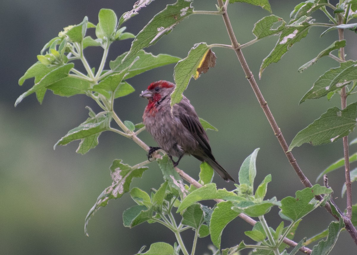 House Finch (Common) - ML641774369