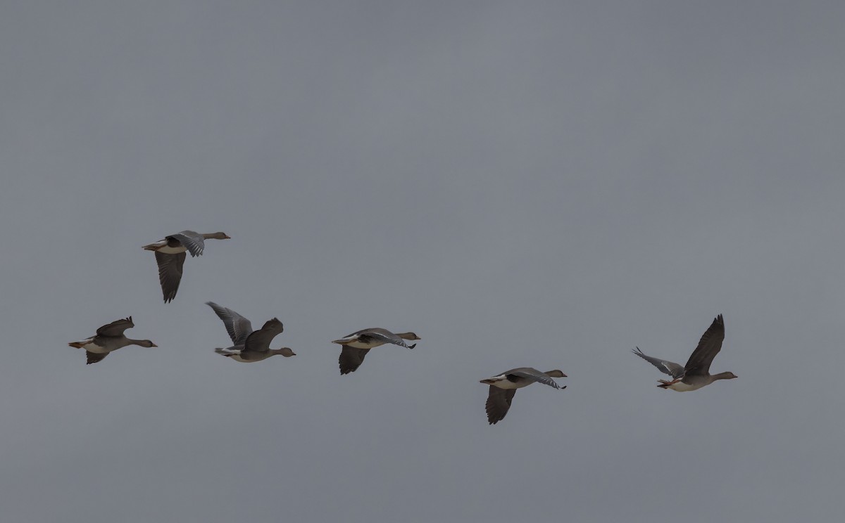 Greater White-fronted Goose - ML641774375