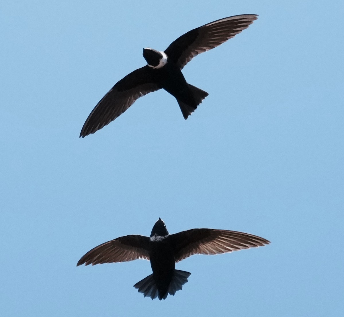 White-collared Swift - ML641774378
