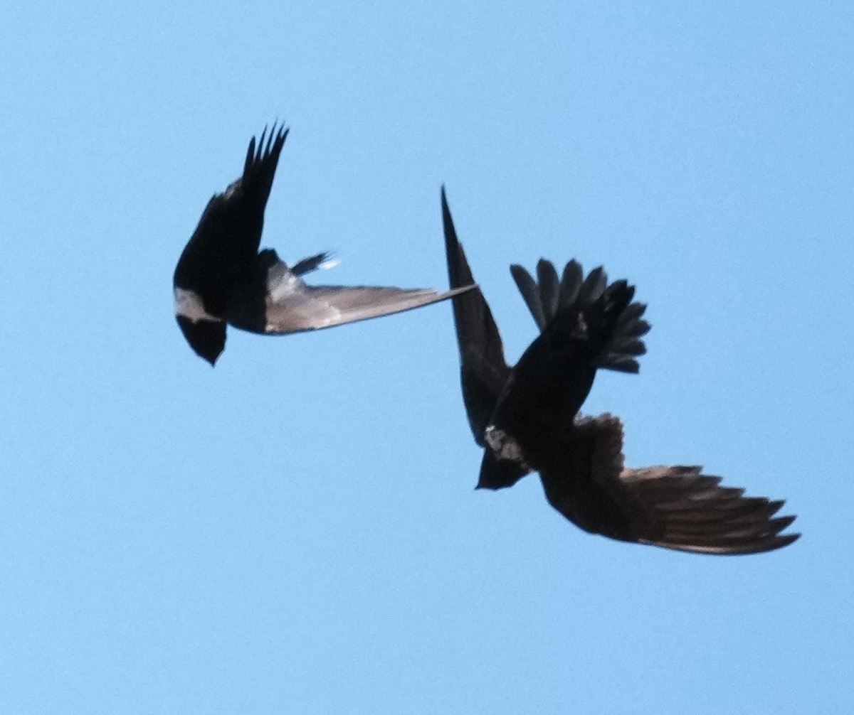 White-collared Swift - ML641774379