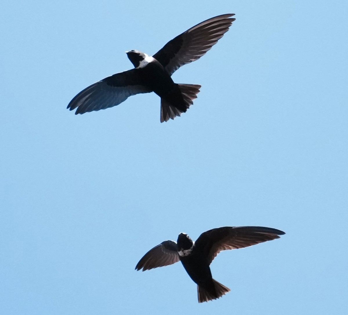 White-collared Swift - ML641774380