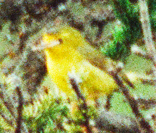 Wilson's Warbler - ML641774405