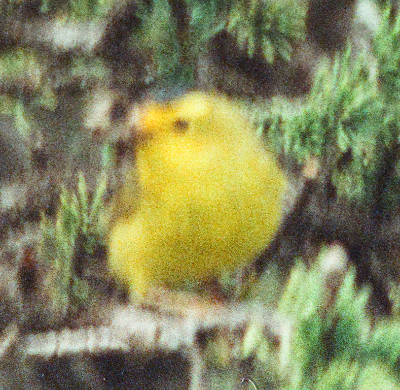 Wilson's Warbler - ML641774406