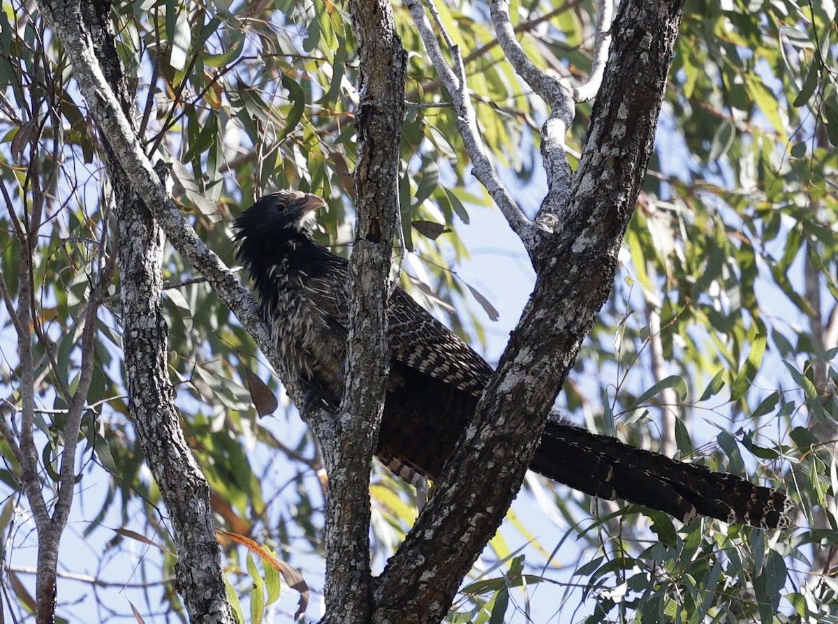 Pheasant Coucal - ML641774419