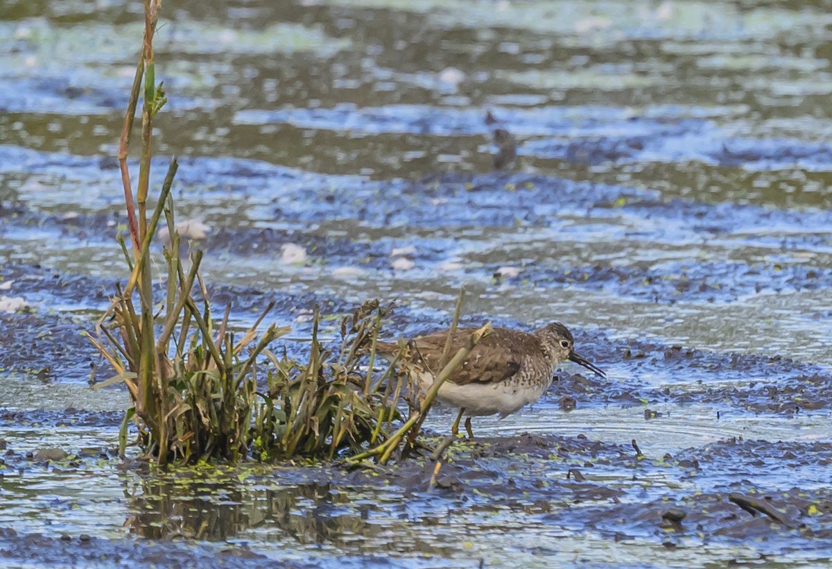 Solitary Sandpiper - ML641774441