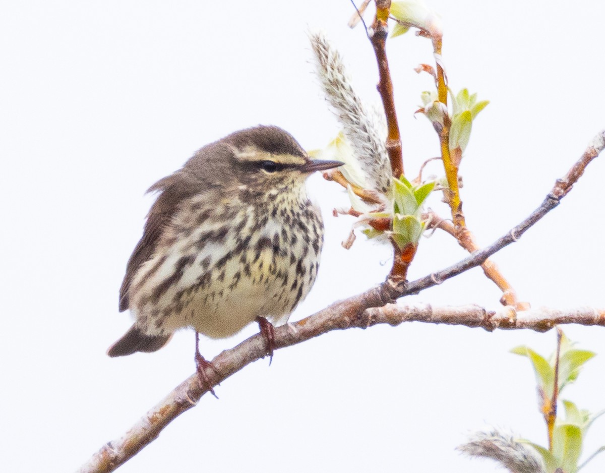 Northern Waterthrush - ML641774444
