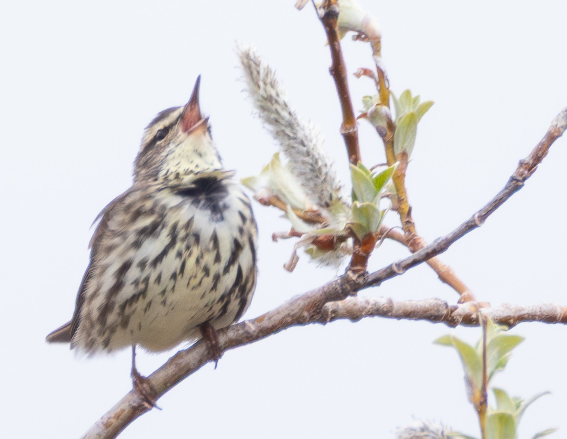 Northern Waterthrush - ML641774445