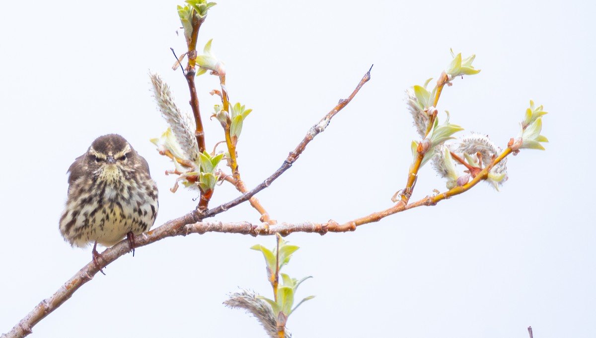 Northern Waterthrush - ML641774446