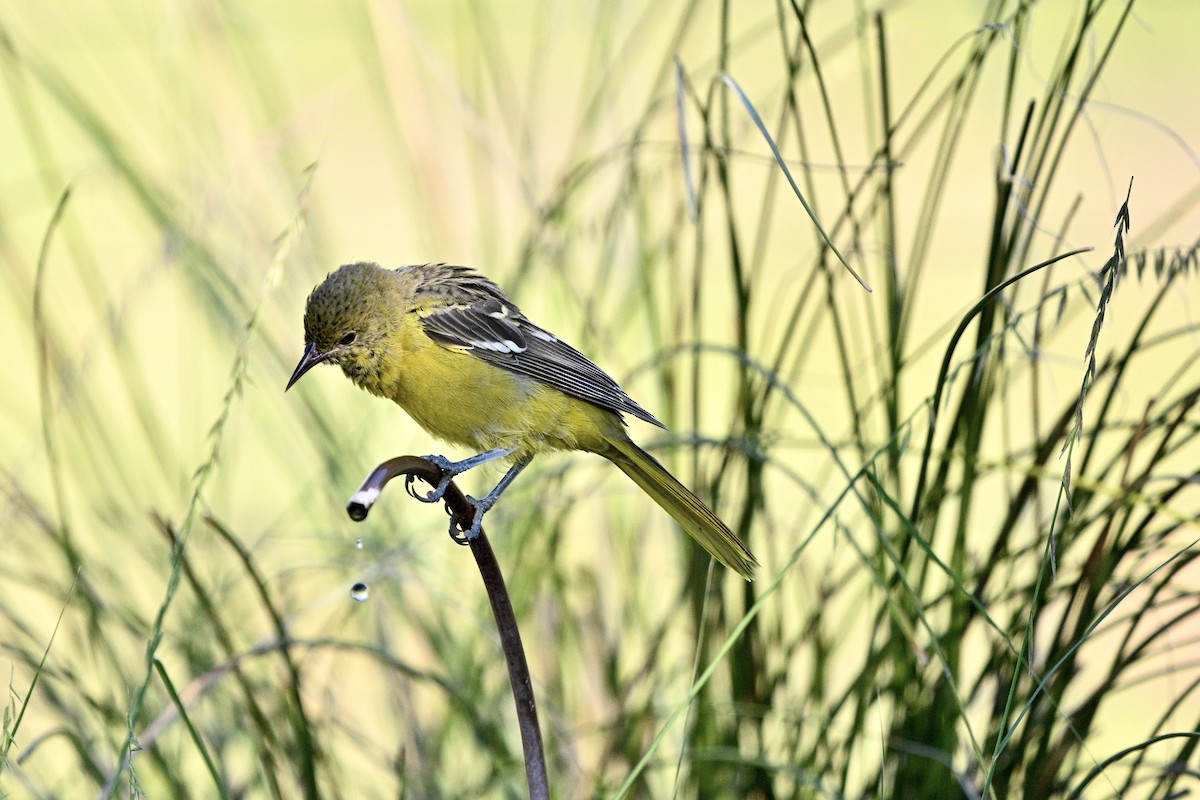 Scott's Oriole - ML641774454