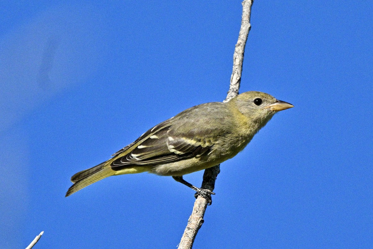 Western Tanager - ML641774481