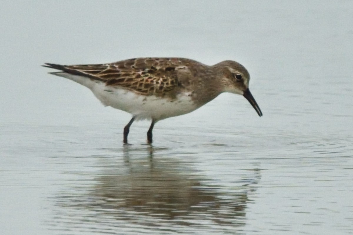 コシジロウズラシギ - ML641774496