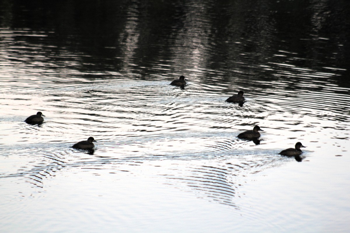 Greater Scaup - ML641774499