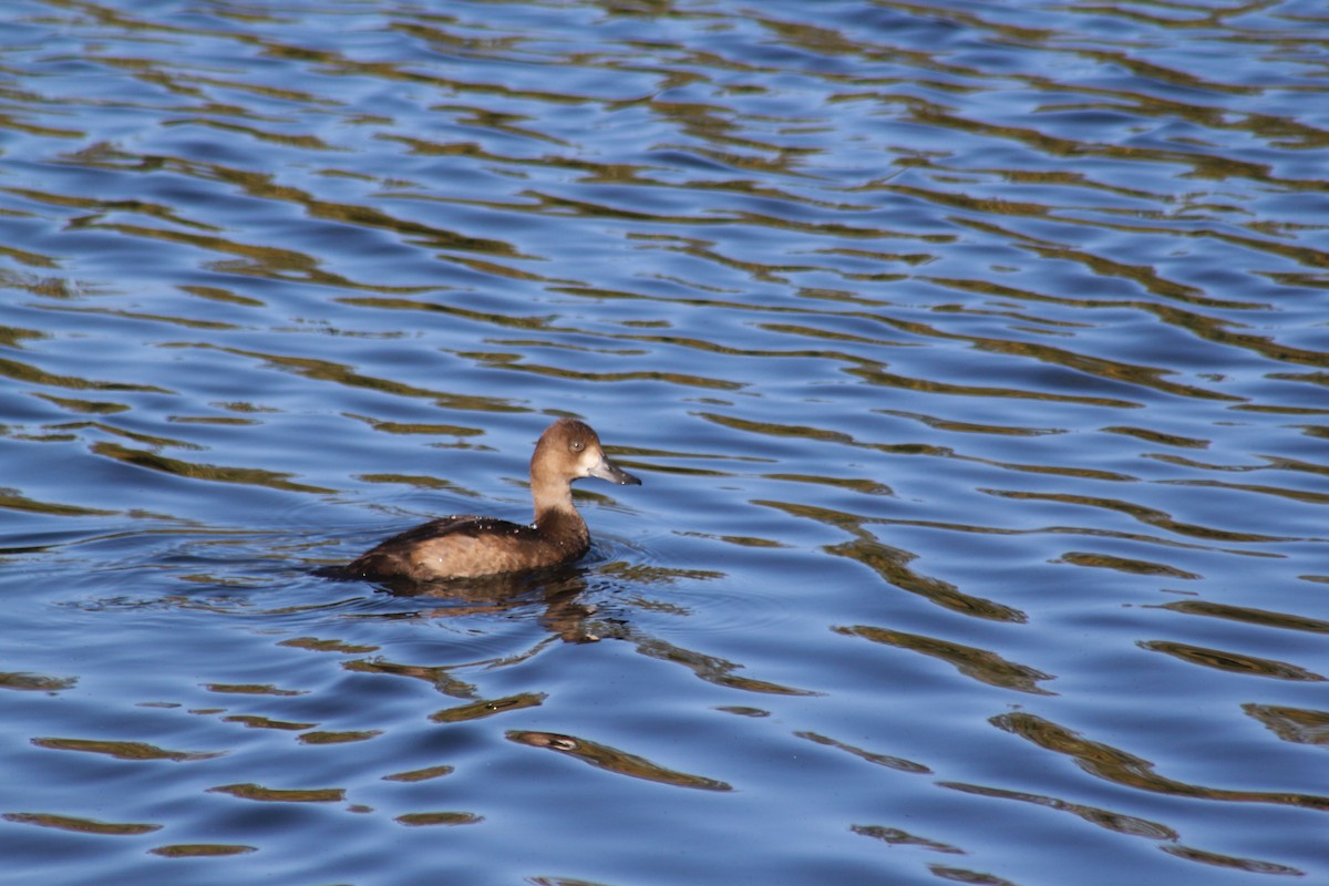 Greater Scaup - ML641774500