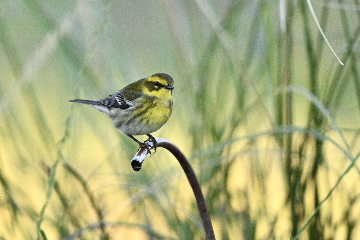 Townsend's Warbler - ML641774572