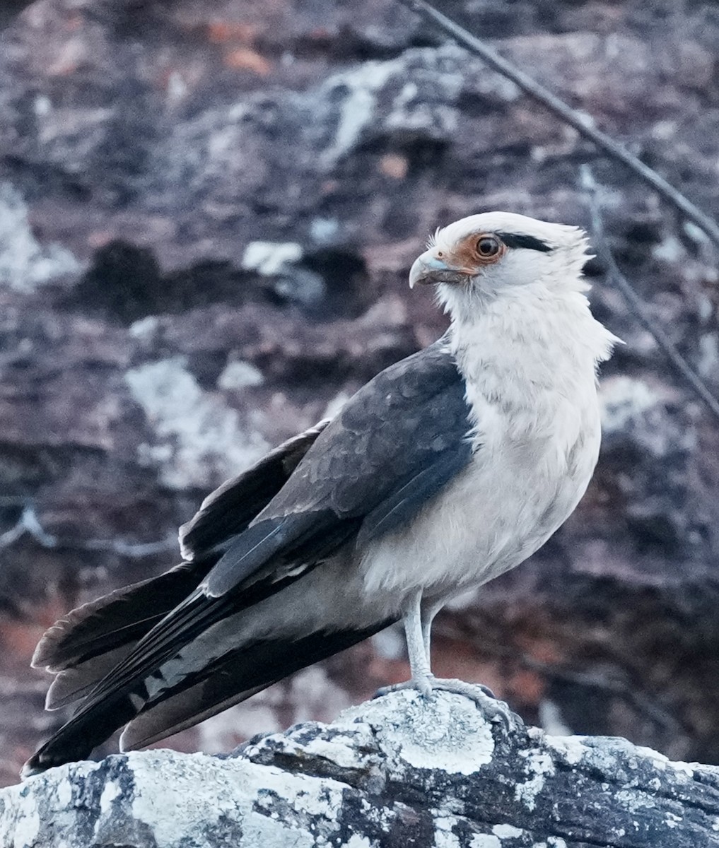 Yellow-headed Caracara - ML641774613