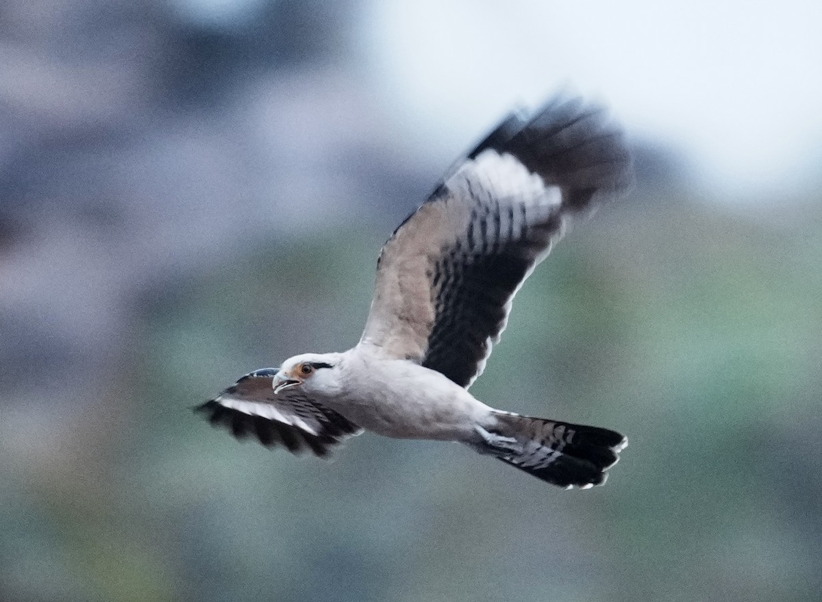 Yellow-headed Caracara - ML641774614