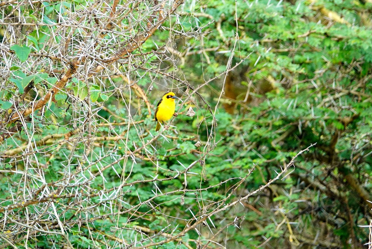 Baglafecht Weaver - ML641774620