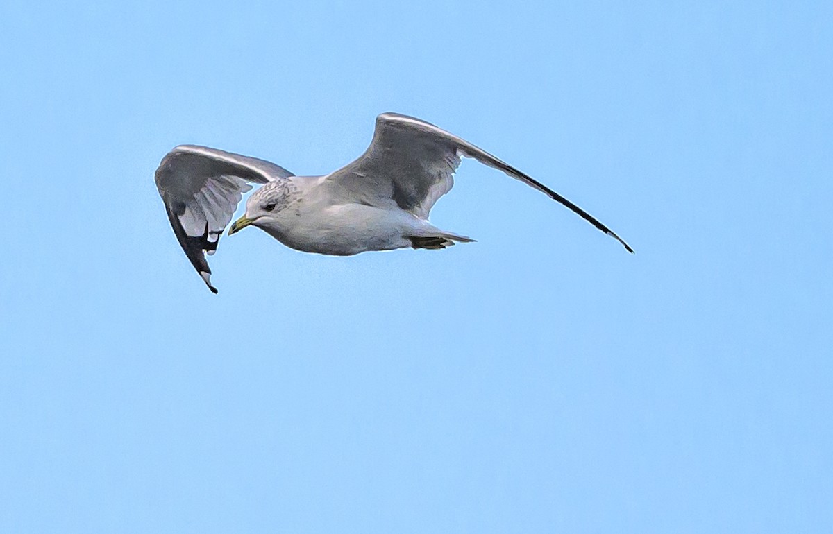 Ring-billed Gull - ML641774632