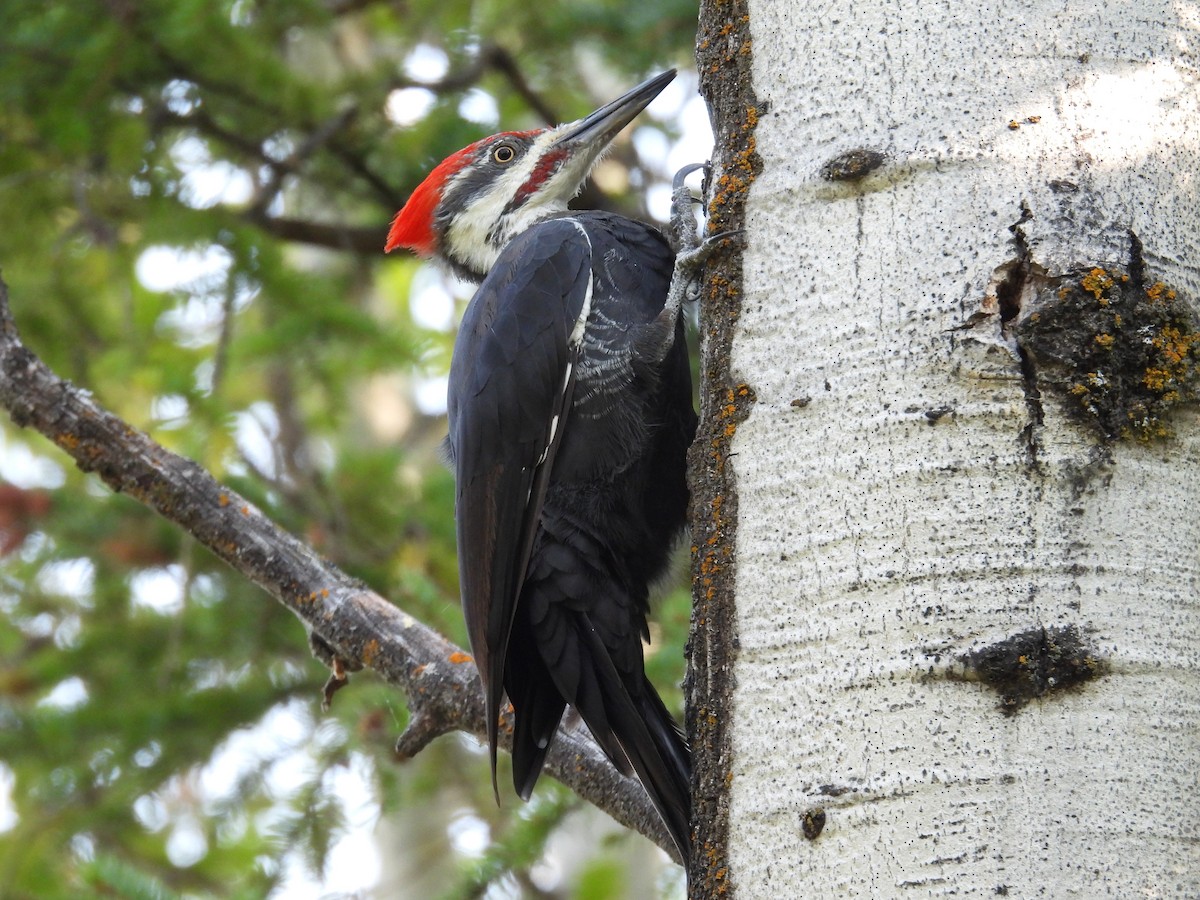 Pileated Woodpecker - ML641774641