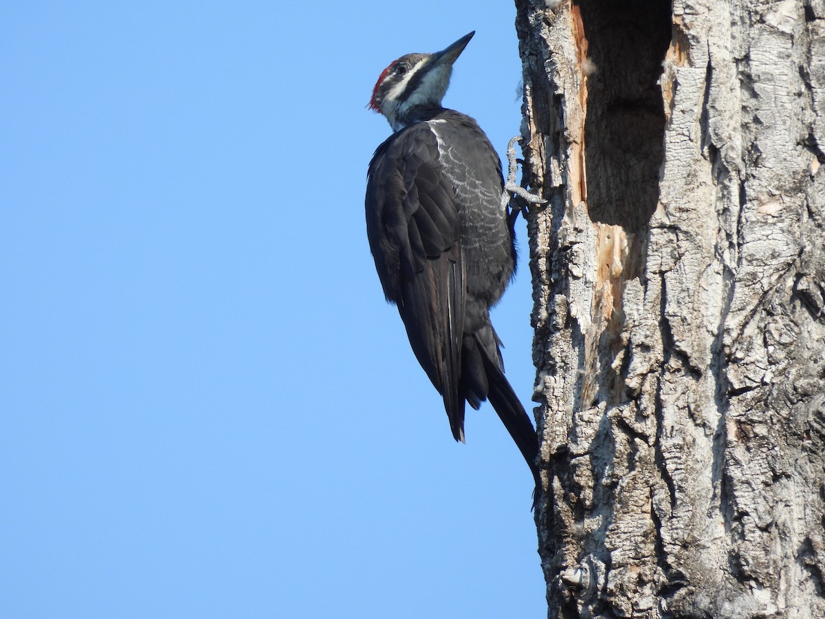 Pileated Woodpecker - ML641774643