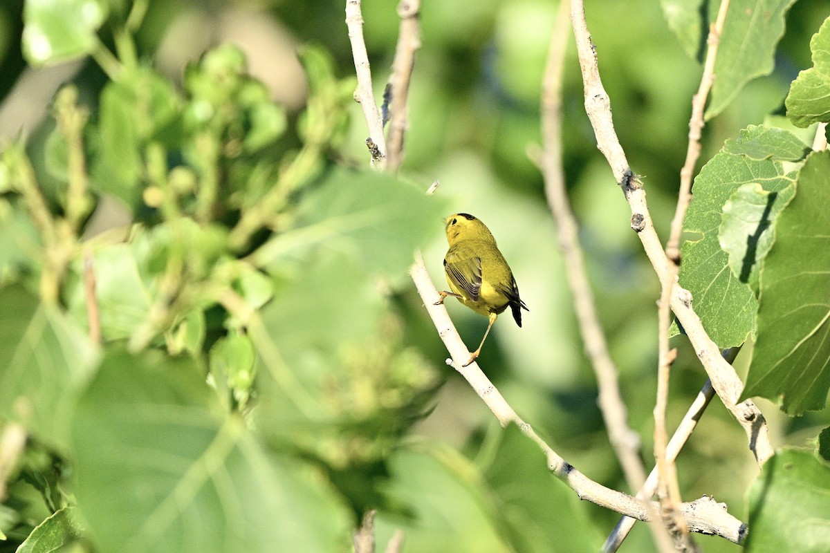 Wilson's Warbler - ML641774664