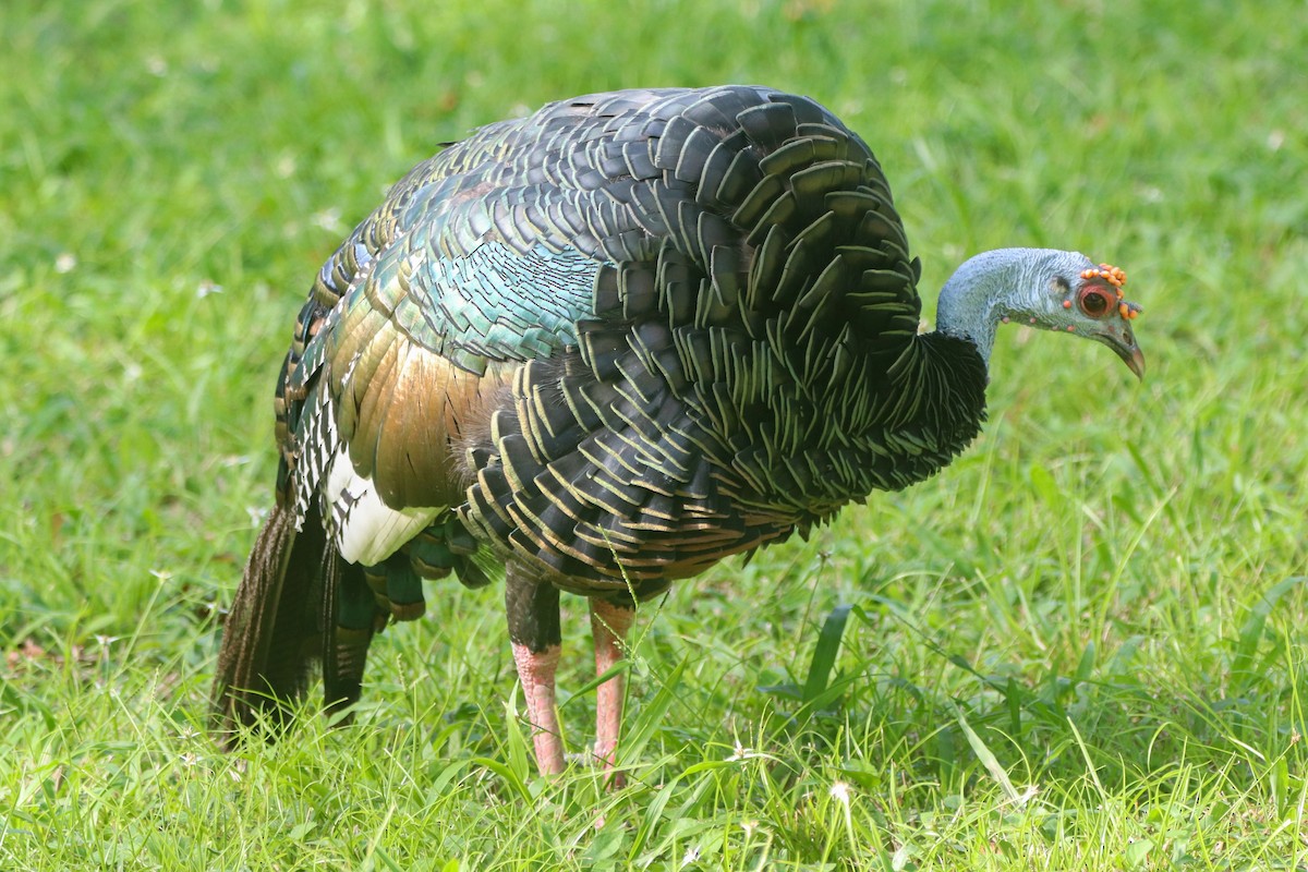 Ocellated Turkey - ML641774690