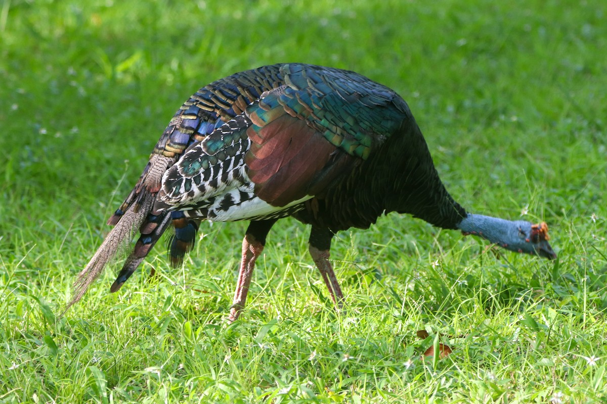 Ocellated Turkey - ML641774691