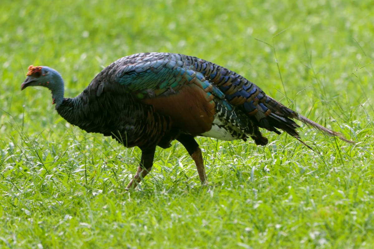 Ocellated Turkey - ML641774692