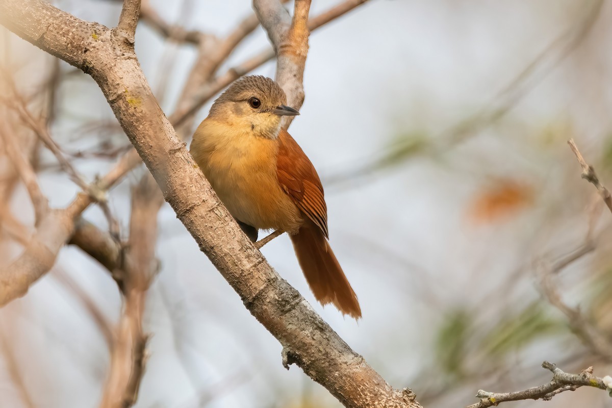 White-lored Spinetail - ML641774709