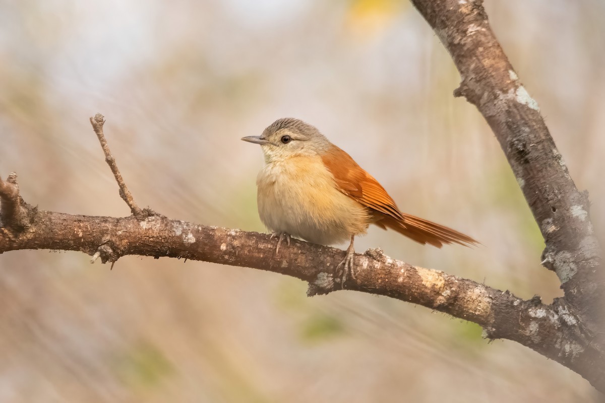 White-lored Spinetail - ML641774710