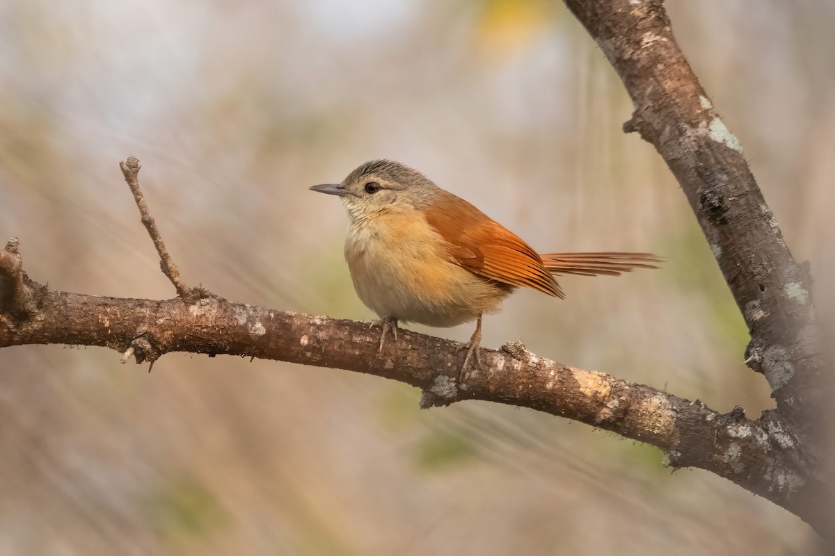 White-lored Spinetail - ML641774711