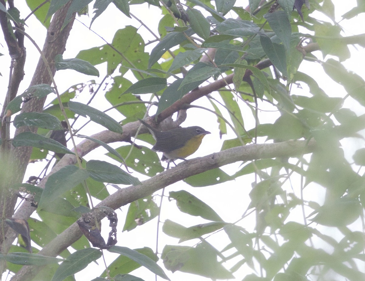 Yellow-breasted Chat - ML641774713