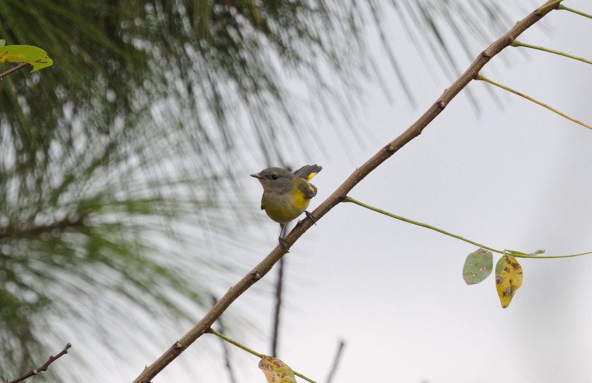 American Redstart - ML641774722