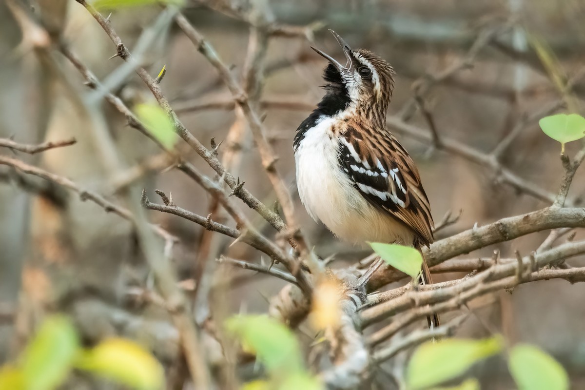 Stripe-backed Antbird - ML641774751