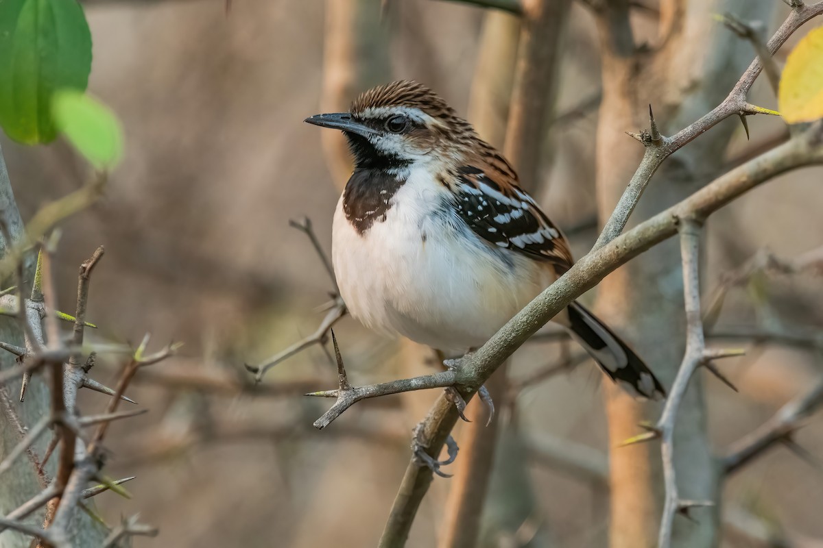 Stripe-backed Antbird - ML641774752