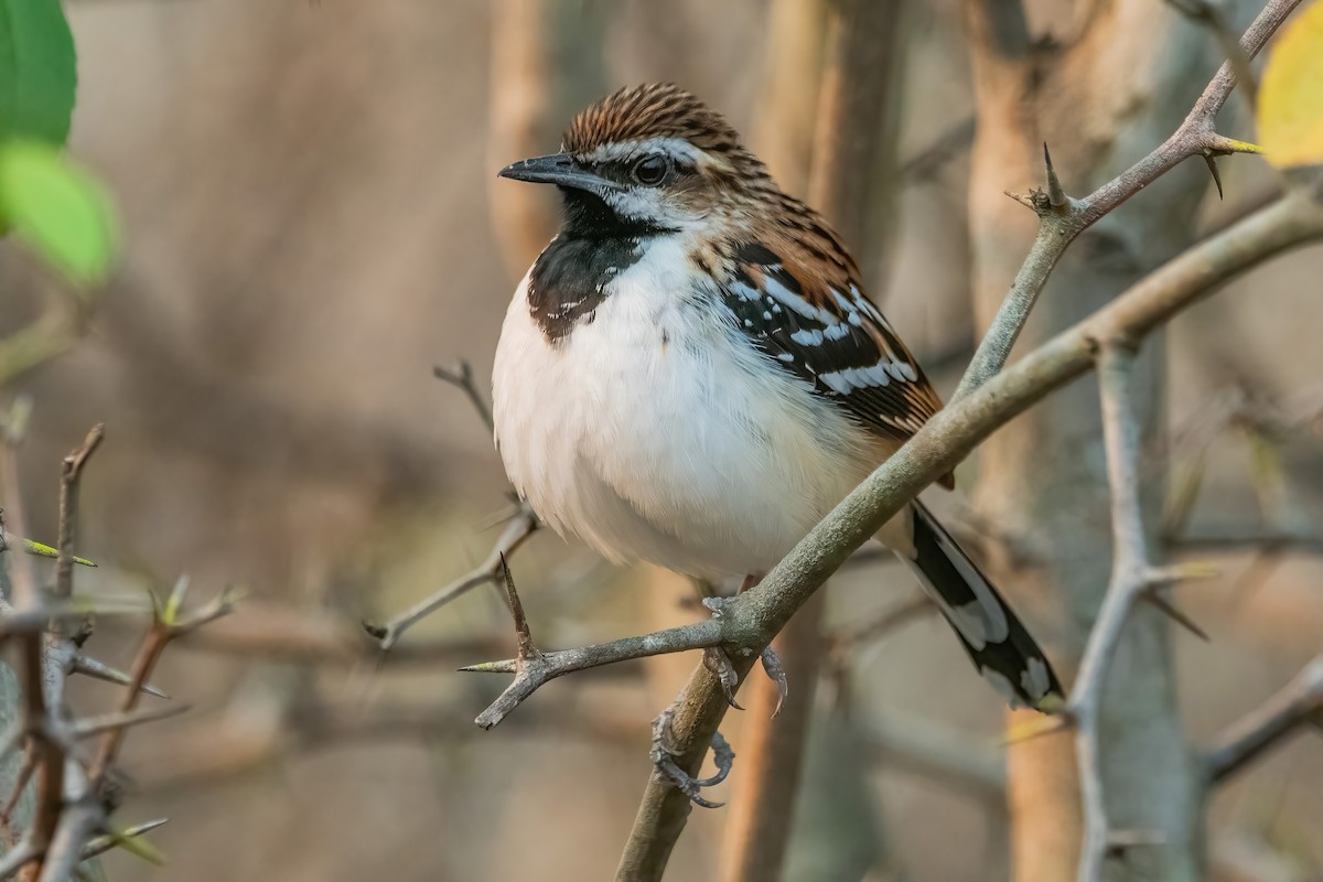 Stripe-backed Antbird - ML641774753