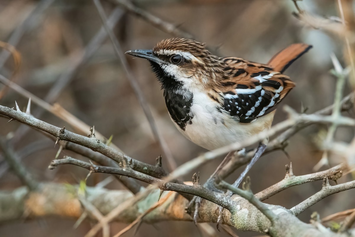 Stripe-backed Antbird - ML641774754