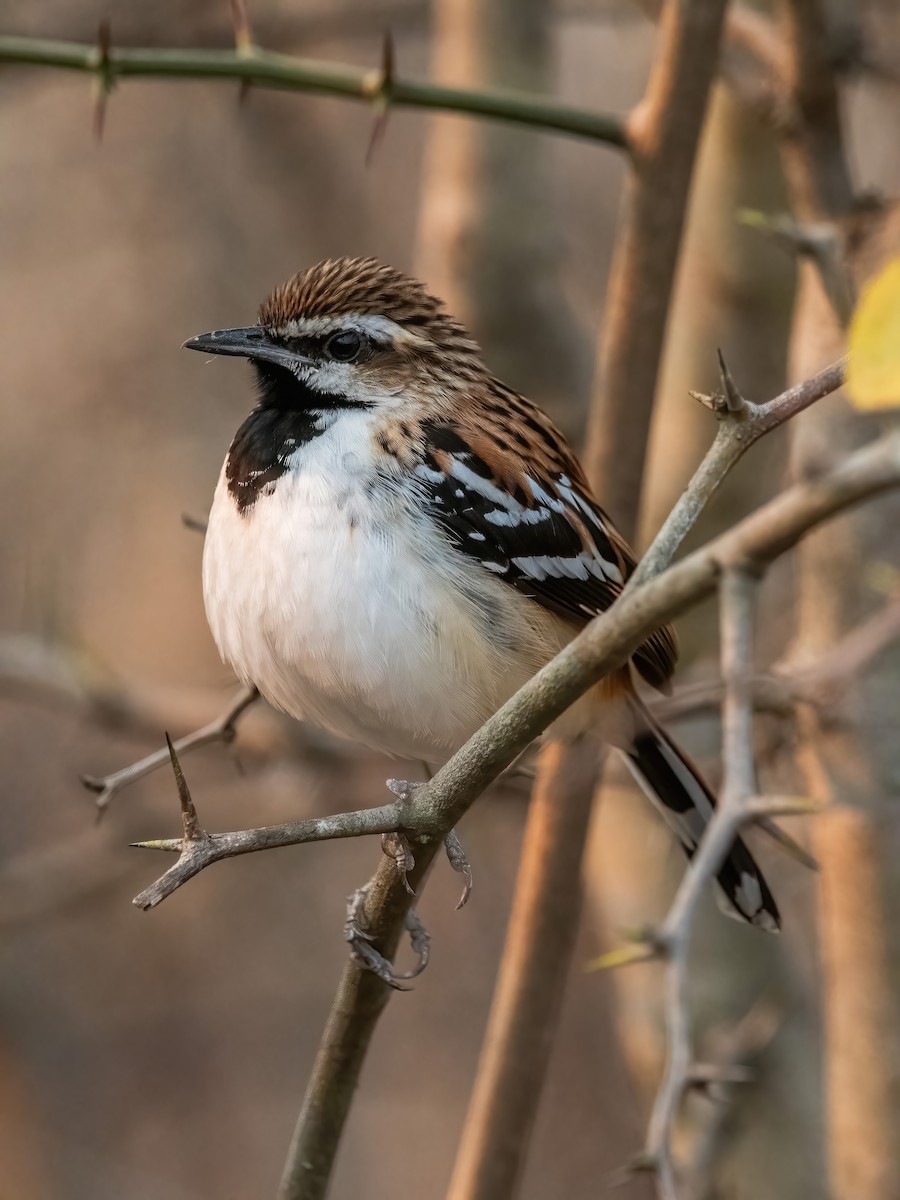 Stripe-backed Antbird - ML641774756